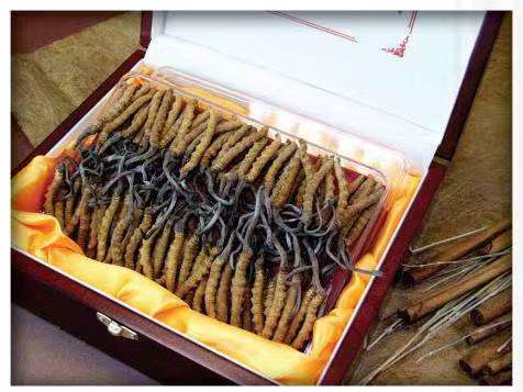 靖西冬虫夏草回收